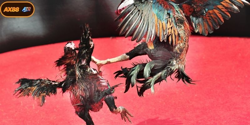Các kiểu thi đấu gà chọi phổ biến hiện nay
